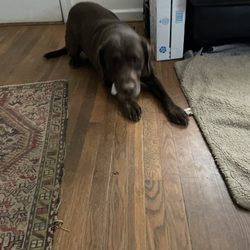DogWatch of the Old Dominion