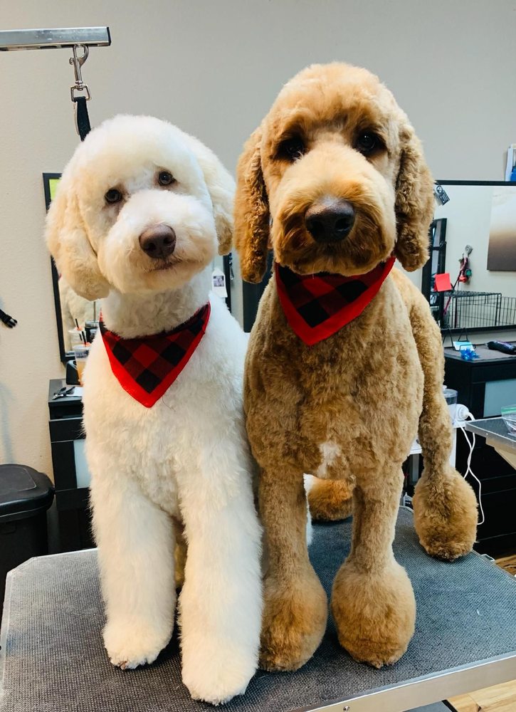 THE GROOMERYHAIR ESTABLISHMENT FOR DOGS Updated October 2024 17