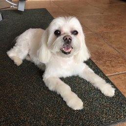 Great job!! Coco is ready for the summer. Great job!! Coco is ready for the summer.