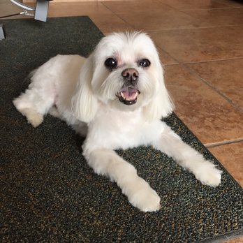 Doggie Grooming Mobile Spa - Great job!! Coco is ready for the summer. - Pet Groomers Near Me Doggie Grooming Mobile Spa - Great job!! Coco is ready for the summer. - Pet Groomers Near Me
