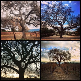 Roblar Winery - Beautiful oaks at Roblar! - Wineries Near Me - Santa Ynez, California Roblar Winery - Beautiful oaks at Roblar! - Wineries Near Me - Santa Ynez, California