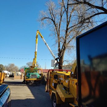 Monkey's Tree Services - Full insured - Tree Services Near Me - Albuquerque, New Mexico