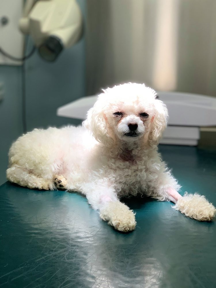 BROADWAY VETERINARY CARE Updated September 2024 15 Photos & 44