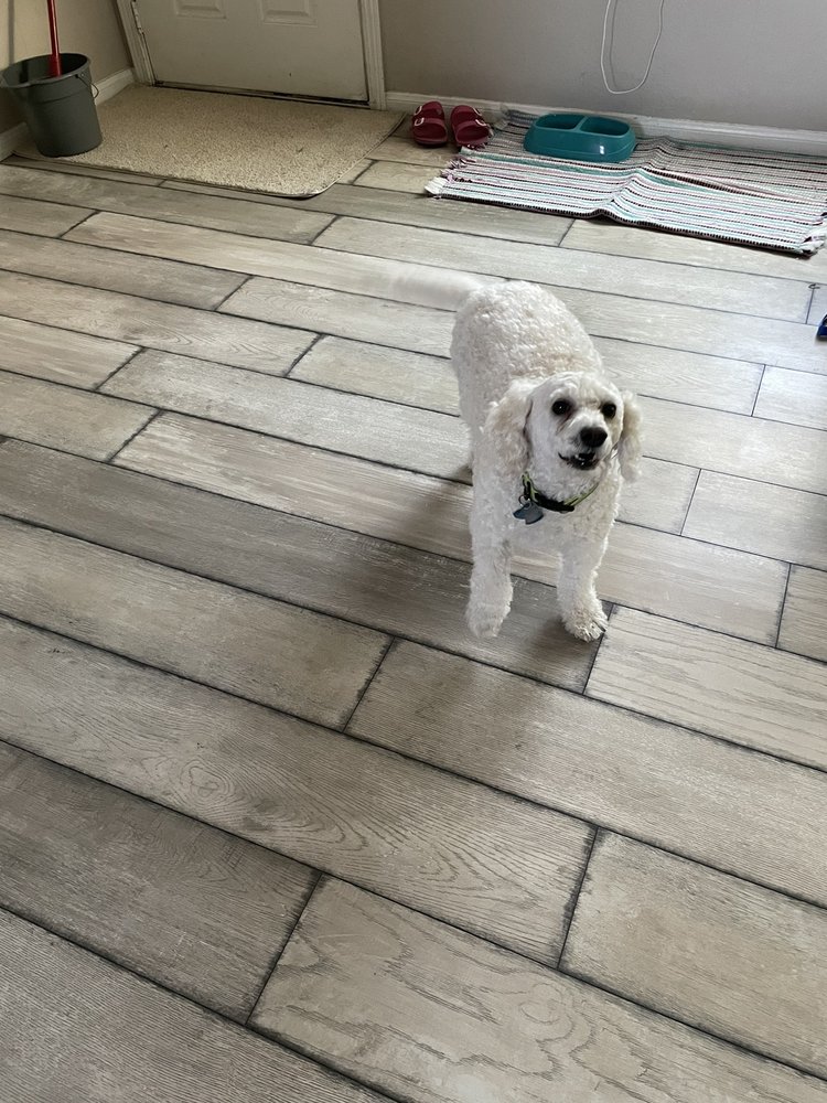 KANDYS PUPS N STUFF PET SPA & HOTEL Updated July 2024 28 Photos