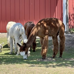 Rainbow Valley Family Farms