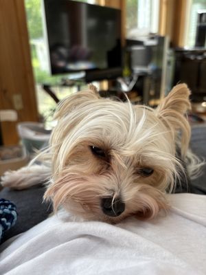 Furry Friends Pet Sitting