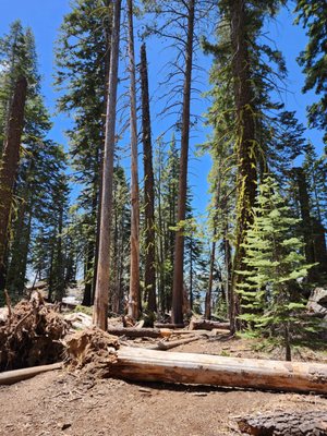 Sentinel Dome by null