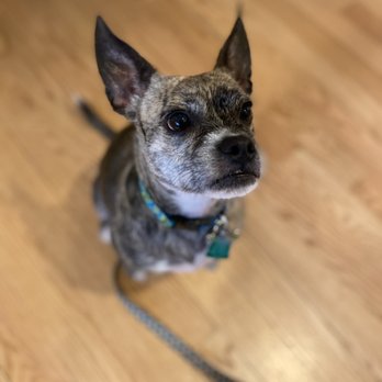 Ohana Pet Care - Sweet Bella after her soak and suds and toothbrushing! - Pet Sitting Near Me - Berryville, Virginia Ohana Pet Care - Sweet Bella after her soak and suds and toothbrushing! - Pet Sitting Near Me - Berryville, Virginia