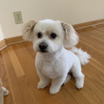 Mel's Paw Spaw - Full groomed service ft. Mimi - Pet Groomers Near Me Mel's Paw Spaw - Full groomed service ft. Mimi - Pet Groomers Near Me