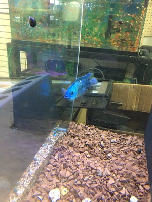 Three Little Fish by null