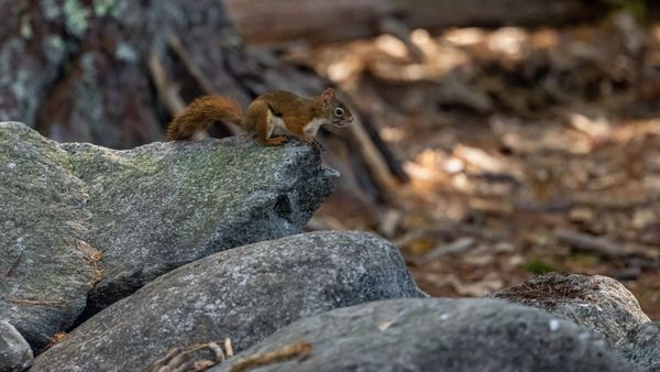 Coastal Maine Botanical Gardens by null