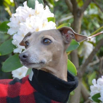 Teckelklub - Canadian Eh? Ruby Rover Plaid Fuzzie Shows Off 150 Years Proud - Pet Stores Near Me - Vancouver, British Columbia Teckelklub - Canadian Eh? Ruby Rover Plaid Fuzzie Shows Off 150 Years Proud - Pet Stores Near Me - Vancouver, British Columbia