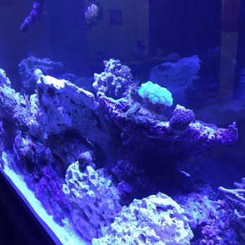 The Mystic Reef - Aquarium Services Near Me - Riverside, California