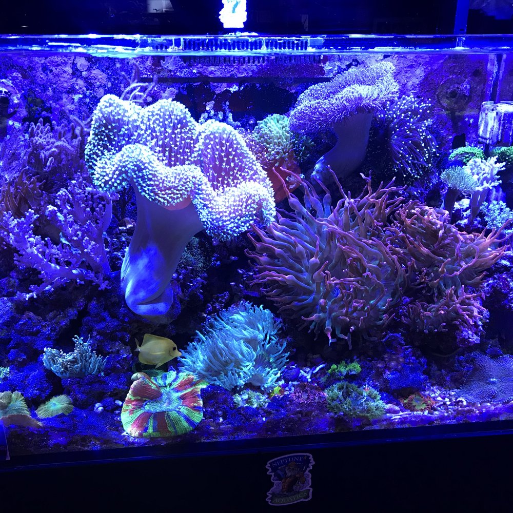 Neptune Aquatics - Aquarium Services Near Me - San Jose, California