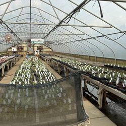 D & J Nursery