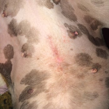 Boulevard Veterinary Hospital - As you can see, there are a few bumps and her scar is massive. The bigger pink part is were she had the massive hole. So unhappy - Veterinarians Near Me - Lancaster, California Boulevard Veterinary Hospital - As you can see, there are a few bumps and her scar is massive. The bigger pink part is were she had the massive hole. So unhappy - Veterinarians Near Me - Lancaster, California