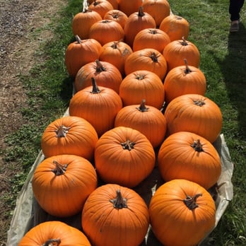 Rower & Son Farm Market - rows of pumpkins - Fruits & Veggies Near Me - Carroll, Ohio Rower & Son Farm Market - rows of pumpkins - Fruits & Veggies Near Me - Carroll, Ohio
