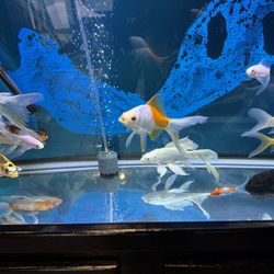 Man Wah - Fish tank