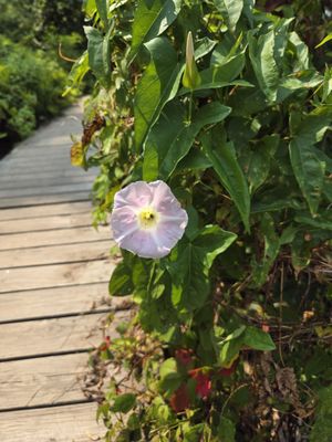 Saugerties Lighthouse by null