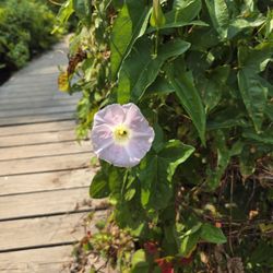 Saugerties Lighthouse Conservancy