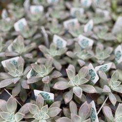 Whispering Pines Nursery and Garden Center 
