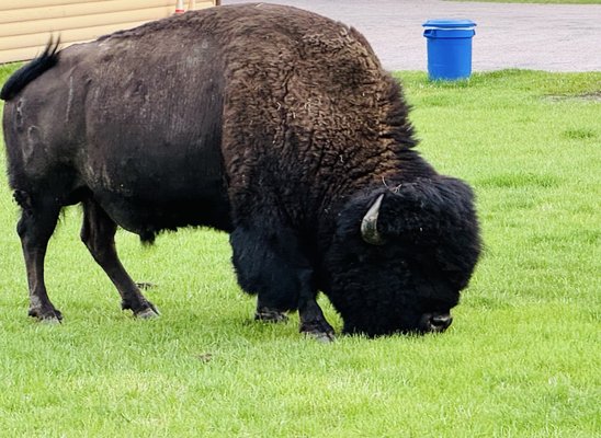 State Game Lodge by null