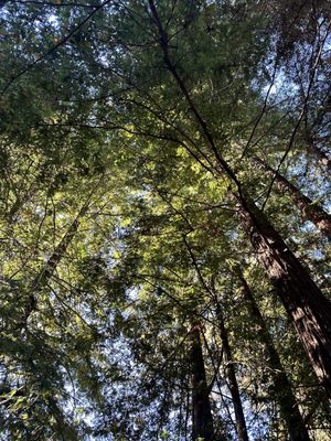 Fernwood Resort and Campground by null