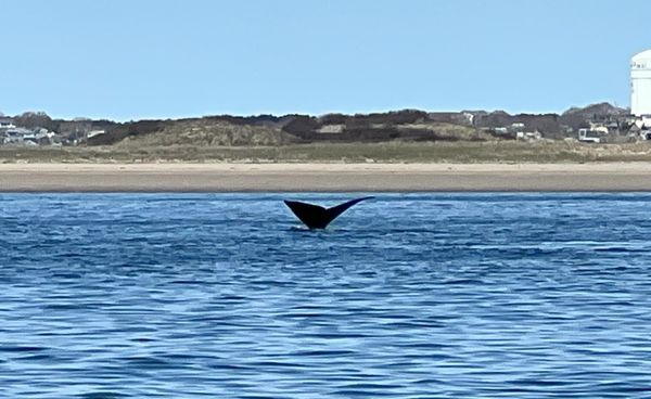 Ocean River Institute by null