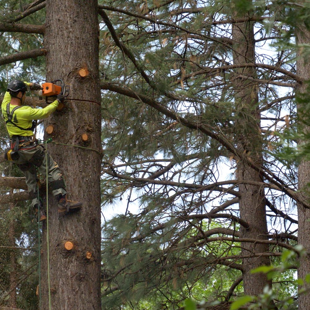 Mountain Air Land Management - Tree Services Near Me