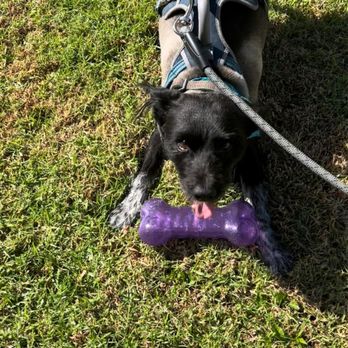 Talega Animal Hospital - Happy groomed boy - Veterinarians Near Me - San Clemente, California Talega Animal Hospital - Happy groomed boy - Veterinarians Near Me - San Clemente, California