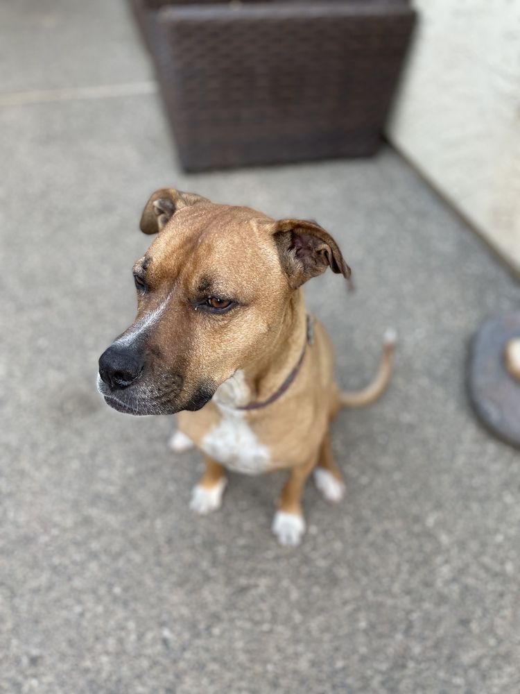 BRUCEVILLE PET HOSPITAL Updated August 2024 156 Photos & 285