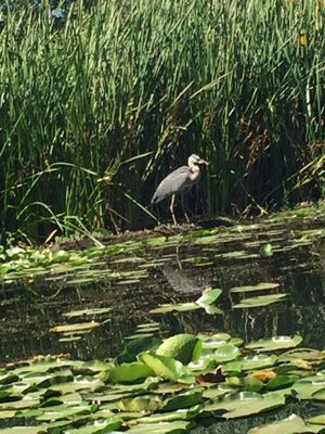 University of Washington Waterfront Activities Center (WAC) by null