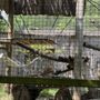 Photo of Potter Park Zoo