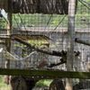 Potter Park Zoo gift card