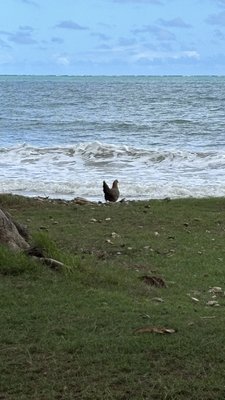 Punaluʻu Beach by null