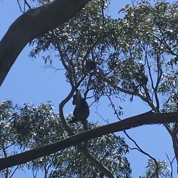 Cleland Wildlife Park - Spotted 2 wild koala leaving the park! - Coffee & Tea Near Me - Crafers, SA