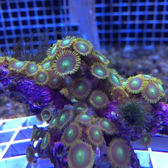 Clark's Pet Emporium - Live coral looking healthy - Pet Stores Near Me - Albuquerque, New Mexico