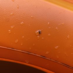 Edisto River Adventures - A bug of some sort