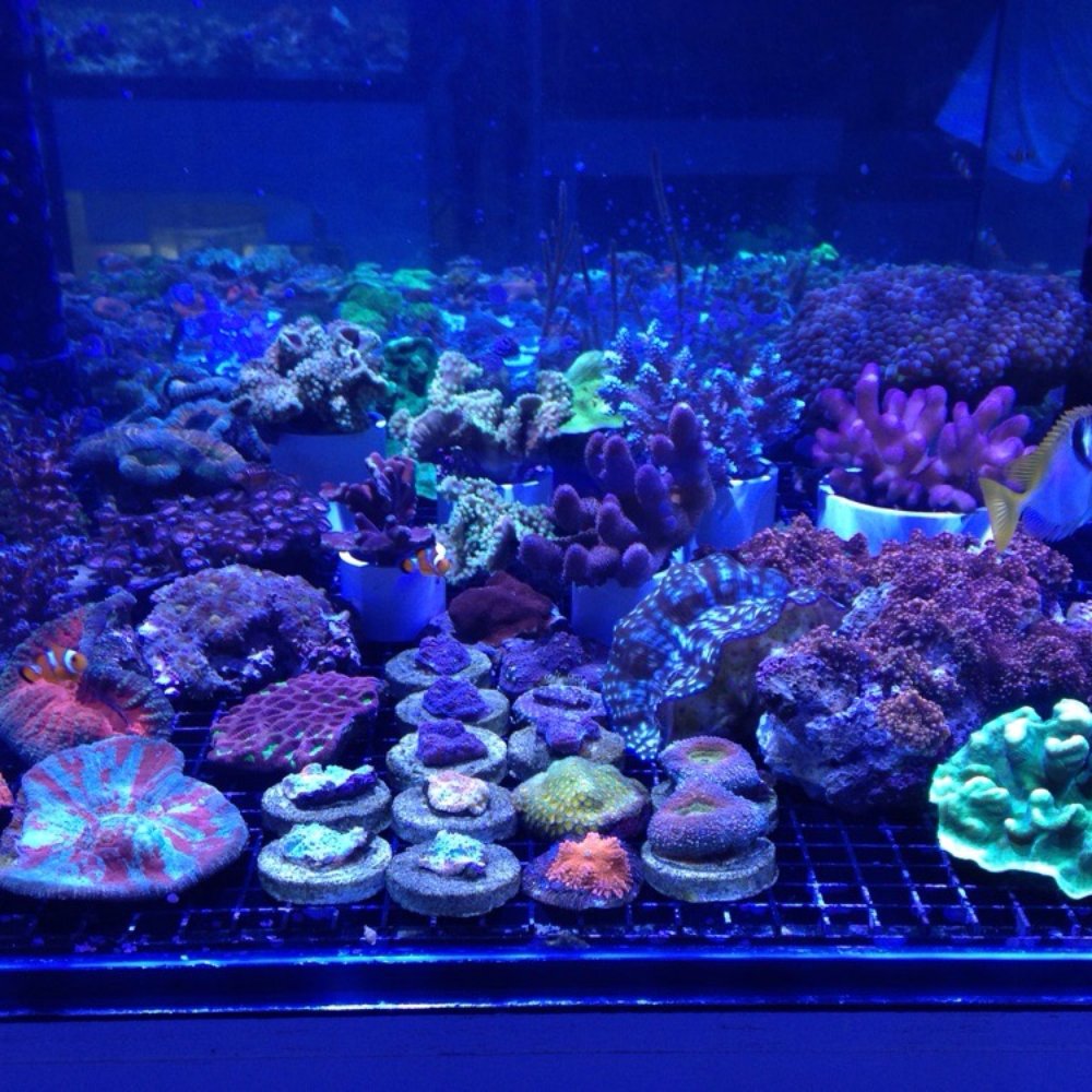 Neptune Aquatics - Aquarium Services Near Me - San Jose, California Neptune Aquatics - Aquarium Services Near Me - San Jose, California