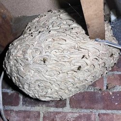 Oahu Pest Control