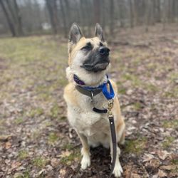 Spot On! Dog Training - Beautiful dog on a walk