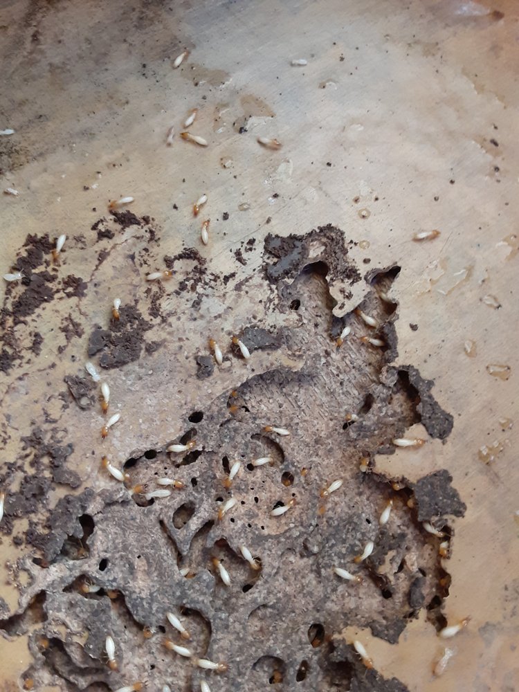 BUG HUNTERS Pest Control Mobile, AL Phone Number Yelp