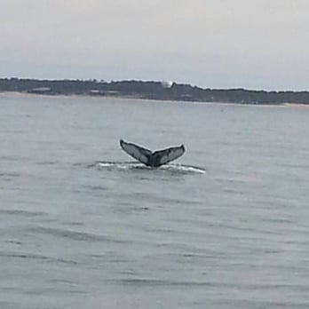 Rudee Tours - A tail shot of a hump back whale - Feb. 6, 2016 - Rudee Tour - Tours Near Me - Virginia Beach, Virginia Rudee Tours - A tail shot of a hump back whale - Feb. 6, 2016 - Rudee Tour - Tours Near Me - Virginia Beach, Virginia