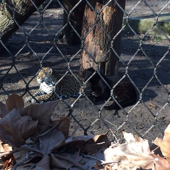 Artis - Jaguar pair - Zoos Near Me - Amsterdam, New Hampshire