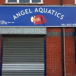 Angel Aquatics