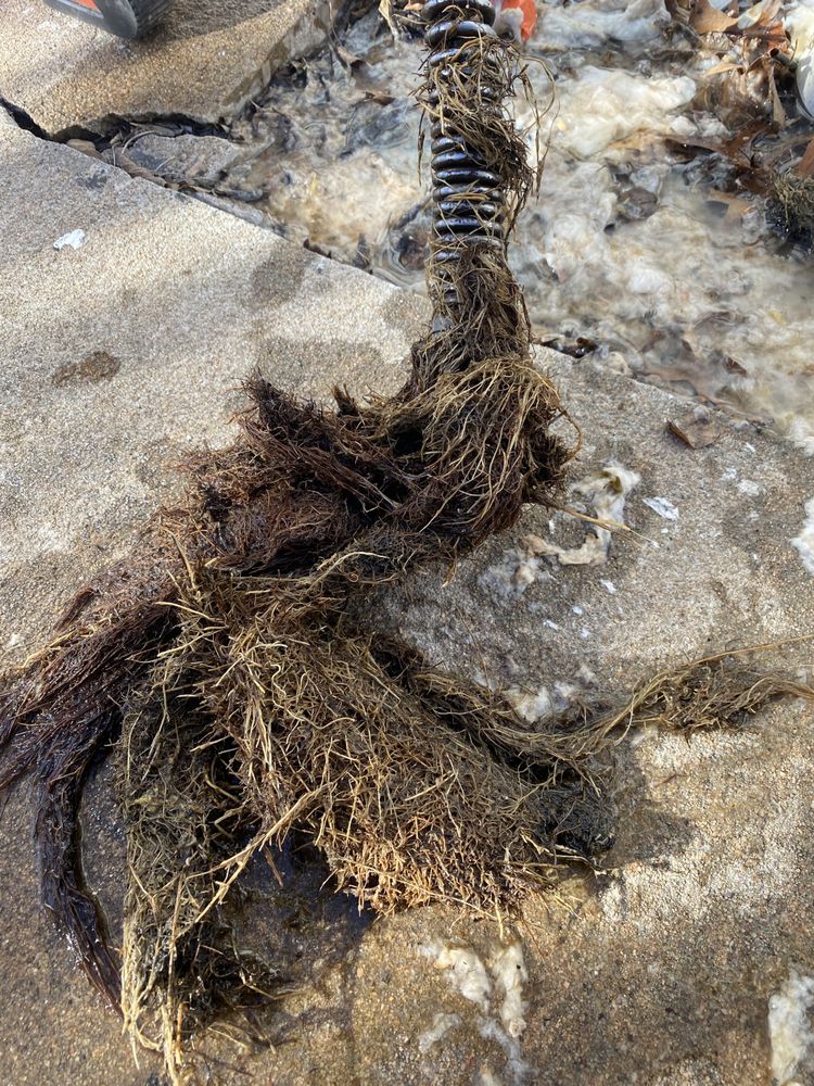 Slide of Bad Wolf Sewer & Drain