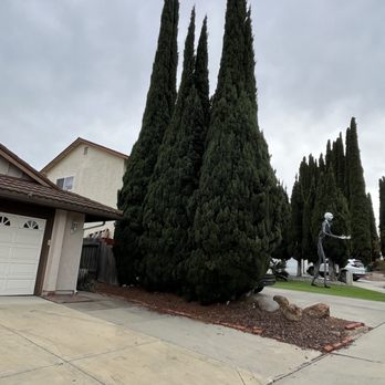 Active Landscape And Tree Service - 3 trees before removal. - Tree Services Near Me Active Landscape And Tree Service - 3 trees before removal. - Tree Services Near Me