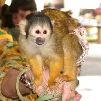 Promotions Plus - Squirrel Monkey Private Events,Parties - Party & Event Planning Near Me - Tampa, Florida