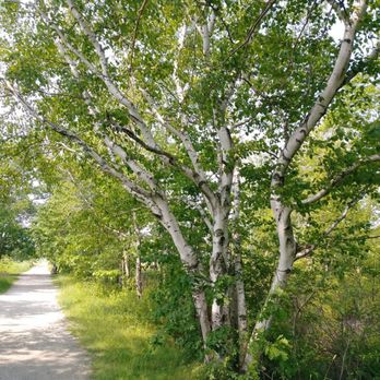 Eastern Trail - What up birches!? - Hiking Near Me Eastern Trail - What up birches!? - Hiking Near Me