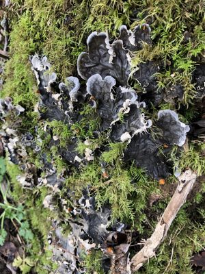 Lone Ranch Beach by null